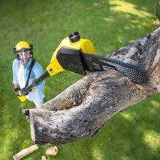 Best Emergency Tree Removal  in Harbor Hills, OH